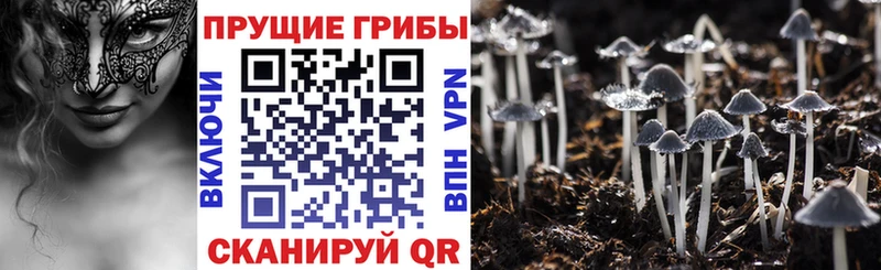дарнет шоп  мега зеркало  Псилоцибиновые грибы Psilocybe  Елабуга 